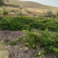 باغ انگور و زمین مسکونی ودامداری  شهر مالوجه|فروش زمین و ملک کلنگی|قروه, |دیوار
