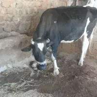گاوه