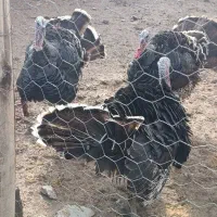 بوقلمون نرمحلی|حیوانات مزرعه|ماهیدشت, |دیوار