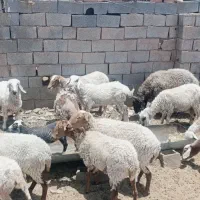 میش نژاد دار