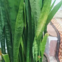 یک عدد گیاه شمشیر ی