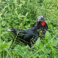 مرغ و خروس لهستانی|حیوانات مزرعه|اصفهان, عسگریه|دیوار