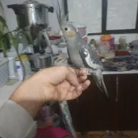 گوشی و غیره برای فوری