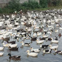 اردک بزرگ|حیوانات مزرعه|رضوانشهر, |دیوار