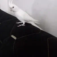 عروس هلندی|پرنده|مشهد, رضاییه|دیوار