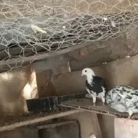 کبوتر گم شده