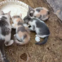 بچه گربه رایگان