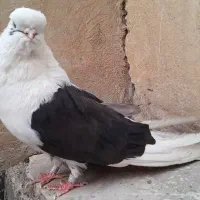 کبوتر نوک قنار پشتدار سیاه|پرنده|تهران, بوستان ولایت|دیوار