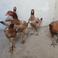 مرغ لاری|حیوانات مزرعه|اهر, |دیوار