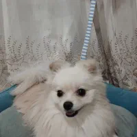 سگ پامرانین خرسی ریز قیمت فقط 11نیم سرخس|سگ|مشهد, بهارستان|دیوار