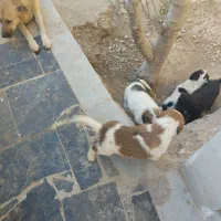 واگذاری رایگان سگ|سگ|پیشوا, |دیوار