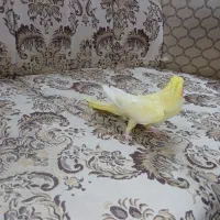 عروس هلندی|پرنده|مشهد, گلبرگ شمالی|دیوار