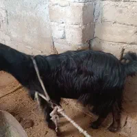 بز با کره نر