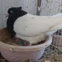 کله رنگه ، سینه سیاه|پرنده|مشهد, رضاییه|دیوار