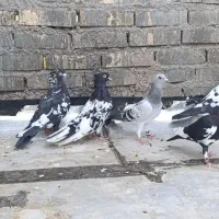 کبوتر معمولی|پرنده|اهواز, ملاشیه|دیوار