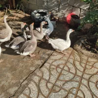 غاز گوشتی و تخم گذار دره‌شهر|حیوانات مزرعه|دره شهر, |دیوار