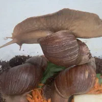 حلزون تخم گذار|خزنده|شیراز, شهرک والفجر|دیوار