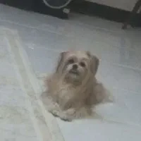 واگذاری سگ|سگ|پاکدشت, حصار امیر|دیوار