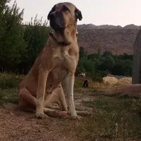 سگ سرابی