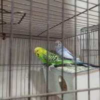 قفس سهره نر مرغ عشق عروس هلندی قناری|لوازم جانبی حیوانات|قرچک, مهدیه|دیوار