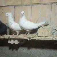 پرنده رنگی|پرنده|اهواز, کوی علوی|دیوار
