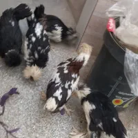 مرغ و خروس سلطان|حیوانات مزرعه|یزد, |دیوار