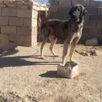 واگذاری سگ|سگ|کبودرآهنگ, |دیوار