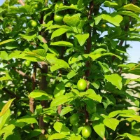 زمین-200-متری-جنوبی-مخابرات-منتظری