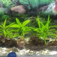 آکواریم شرکتی|ماهی|اهر, |دیوار