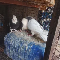 کبوتر|پرنده|فهرج, |دیوار