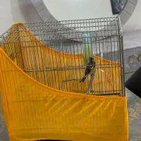 جوجه سهره ی نربخون