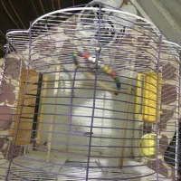 قفس پرنده|لوازم جانبی حیوانات|میانه, |دیوار