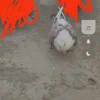 ساتن فری|پرنده|چناران, |دیوار