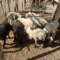 میش فروشی|حیوانات مزرعه|قلعه گنج, |دیوار