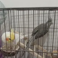 عروس هلندی و مرغ عشق