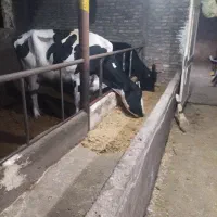 گوساله گاو سیمنتال