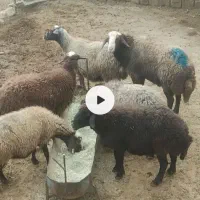 یک راس قوچ دوسال میش رون|حیوانات مزرعه|داران, |دیوار