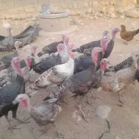 فروش 25 عدد بوقلمون سالم و با کیفیت|حیوانات مزرعه|اندیمشک, |دیوار