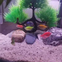 ماهی کالر|ماهی|محمدیه-قزوین, |دیوار