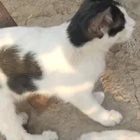 بچه کربه