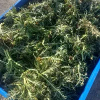 کنگر ،خوراک دام