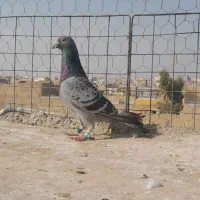 نر پلاکی مسافتی پلاک ۲۰۱۷ هلند NL