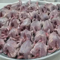 گوشت کفتر ارسال رایگان به حومه اصفهان