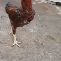 ۱۰ عدد مرغوخروس لاری اصیل|حیوانات مزرعه|میانه, |دیوار