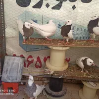 طوقی|پرنده|چناران, |دیوار