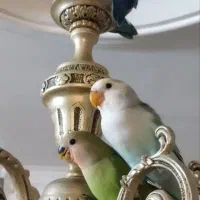 کوتوله برزیلی|پرنده|مشهد, شهرک امام هادی (شهرک غرب)|دیوار