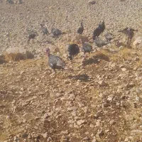 بوقلمون ماده ونر