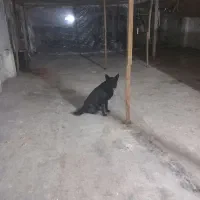 سگ ژرمن بلک|سگ|خشکبیجار, |دیوار