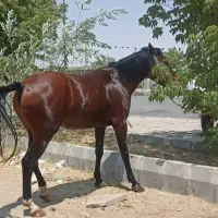 فروش اسب