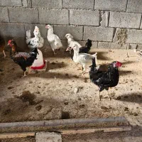 فروش جوجه  وبالغ  مرغ وخروس گلین ومحلی|حیوانات مزرعه|آباده, |دیوار